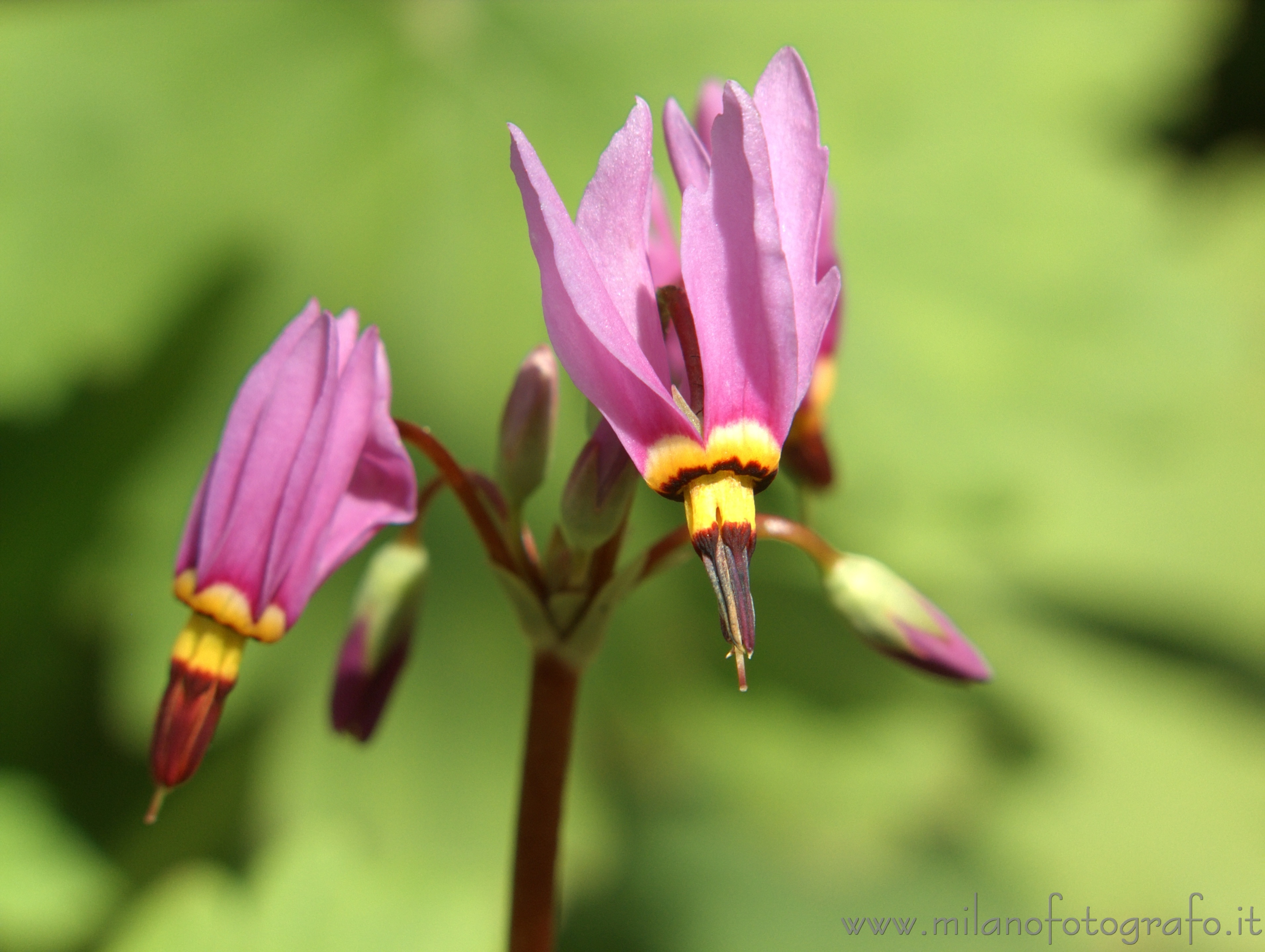 Campiglia Cervo (Biella) - Fiore di giardino roccioso